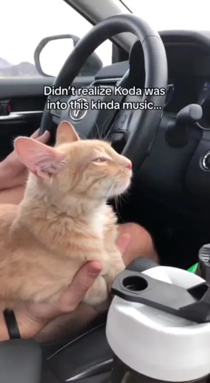 Koda Discovers His Kind of Music