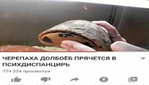Черепаха прячется в психдиспансир