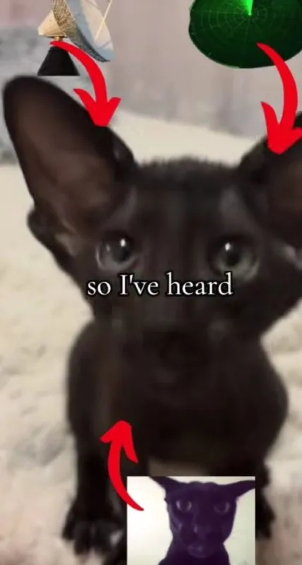 Black Cat So I've Heard