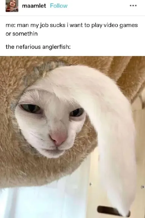 Nefarious Anglerfish Cat