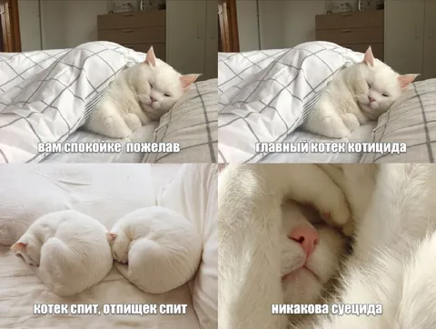 Котек желает спокойной ночи