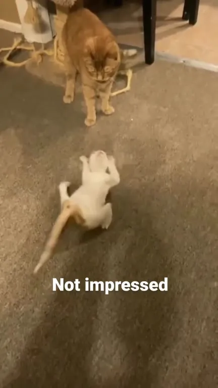 Not Impressed Cat