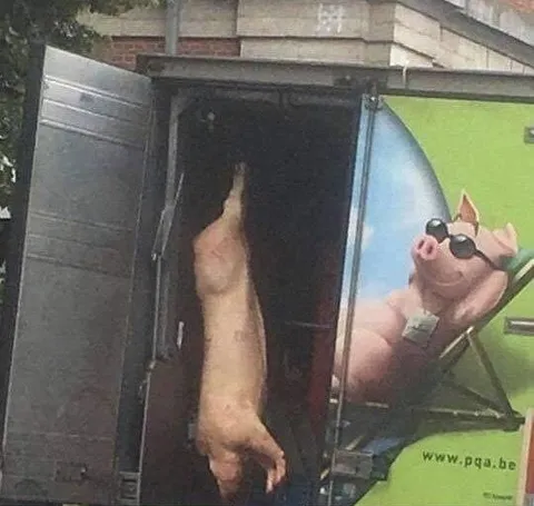 Свинья рекламирует мясо