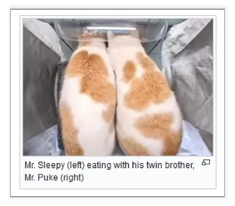 Mr. Sleepy and Mr. Puke Eating