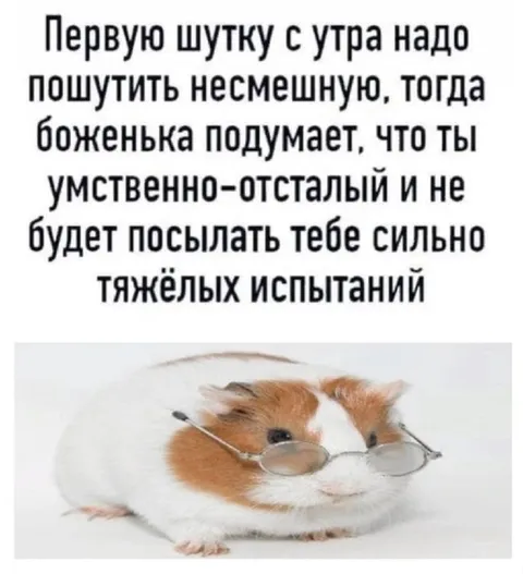 Хомяк и утренняя шутка
