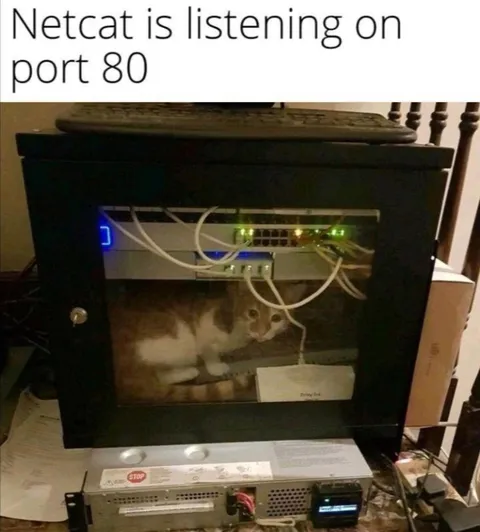 Netcat Cat on Port 80
