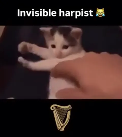 Invisible Harpist Cat