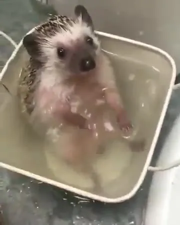 Ёжик принимает ванну