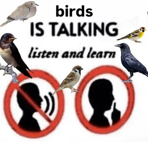 Birds Is Talking Listen and Learn