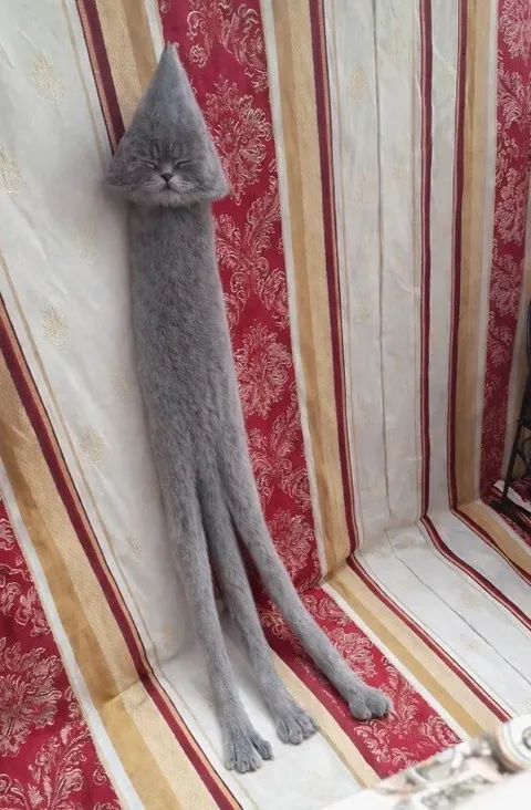 Очень длинный кот