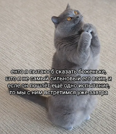Кот просит не посылать испытания