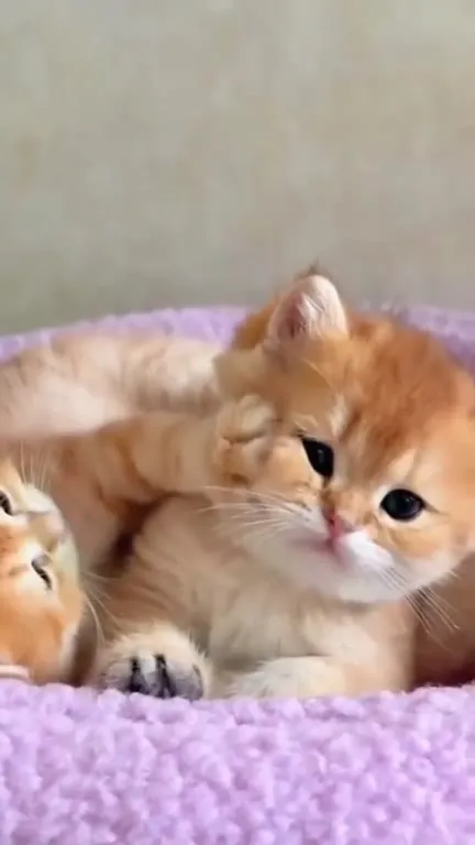 Котята устроили драку в лежанке