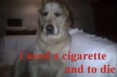 Dog Needs a Cigarette