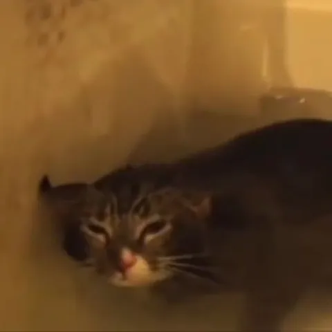 Кот выходит из тени