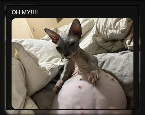 Sphynx Cat Says Oh My