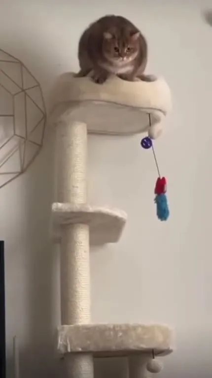 Кот прыгает с когтеточки