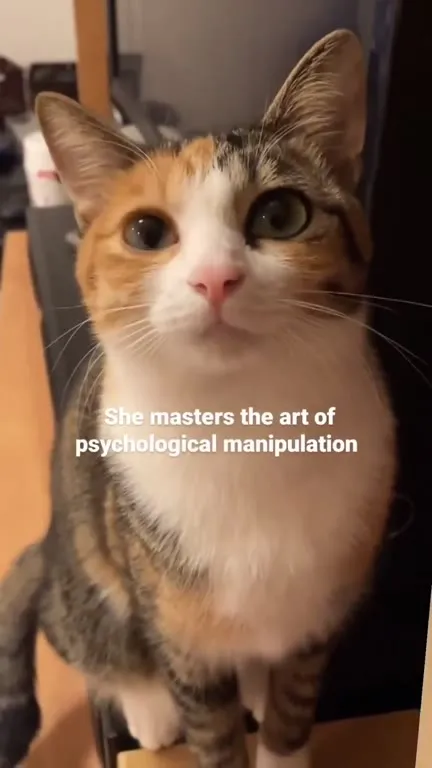 Cat Masters Psychological Manipulation
