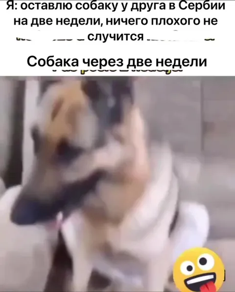 Собака через две недели