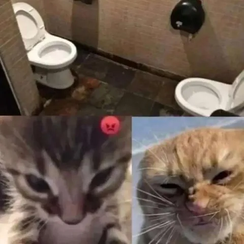 Злые коты в туалете
