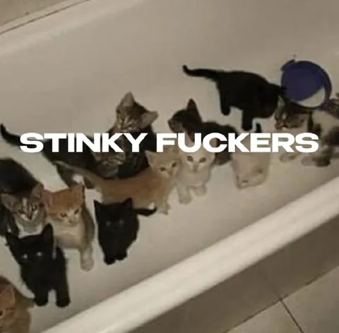 Stinky Fuckers Cats in Bathtub