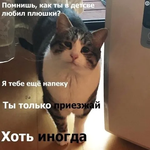 Кот и домашние плюшки