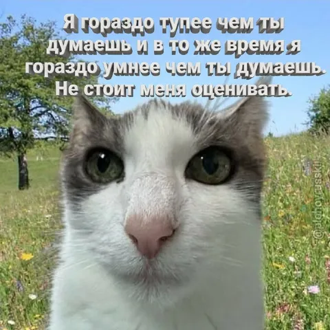 Глупый и умный кот