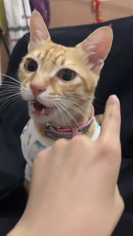 Кот удивлённо мяукает