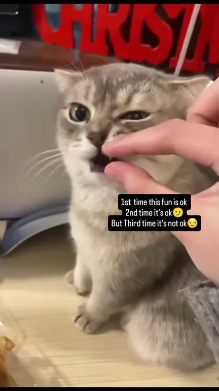 Cat Rejects the Third Treat