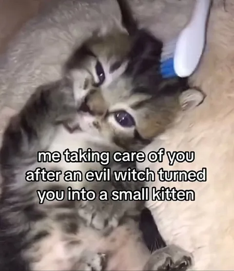 Evil Witch Turned You Kitten
