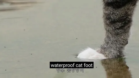 Waterproof Cat Foot