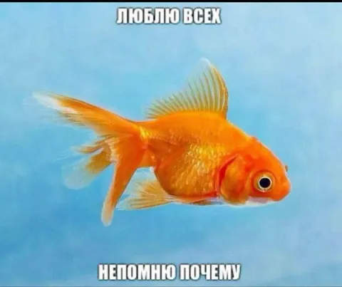 Золотая рыбка любит всех