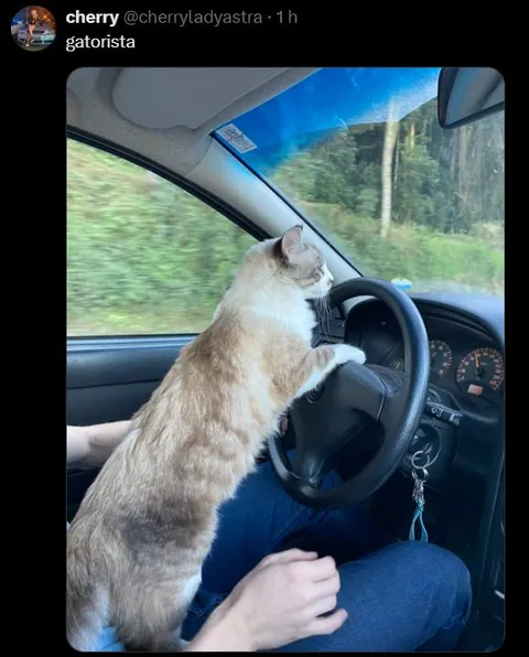 Cat Driving the Car