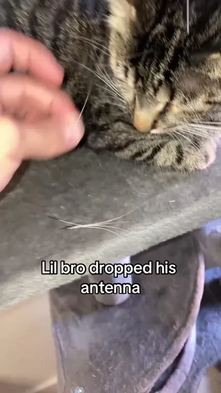 Cat Dropped His Antenna