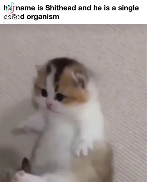 Shithead the Single-Celled Cat