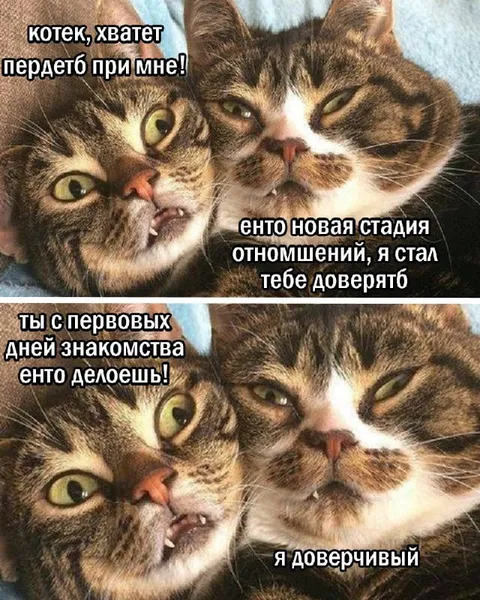 Доверие между котами