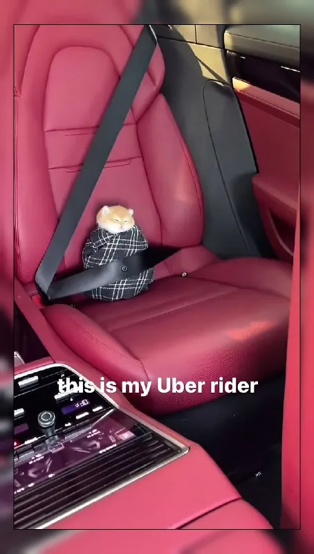 Hamster Uber Rider