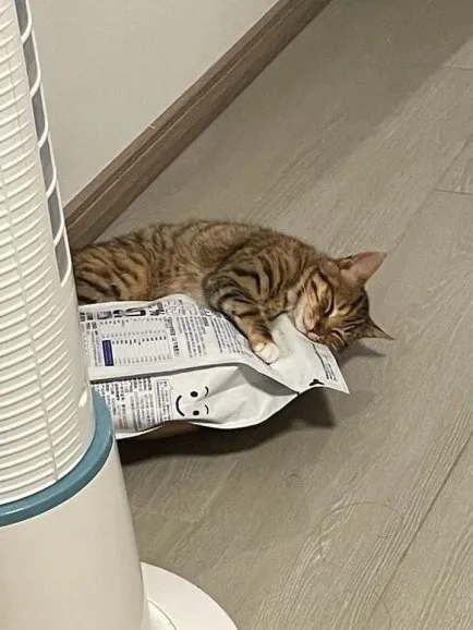 Кот спит на газете