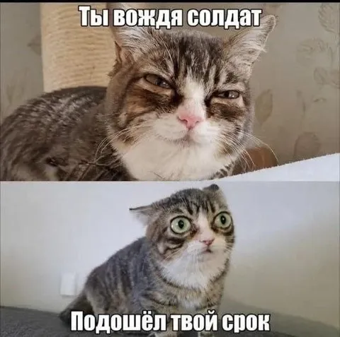 Кот напоминает о сроке