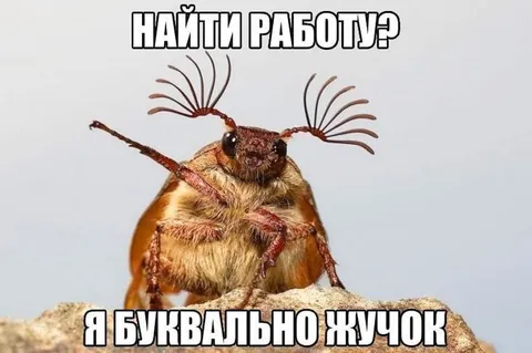 Буквально жучок ищет работу
