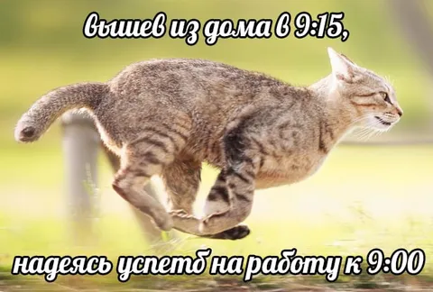 Кот опоздал на работу