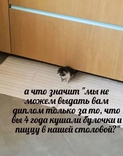 Кот не получил диплом