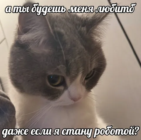 Кот просит любви даже роботом
