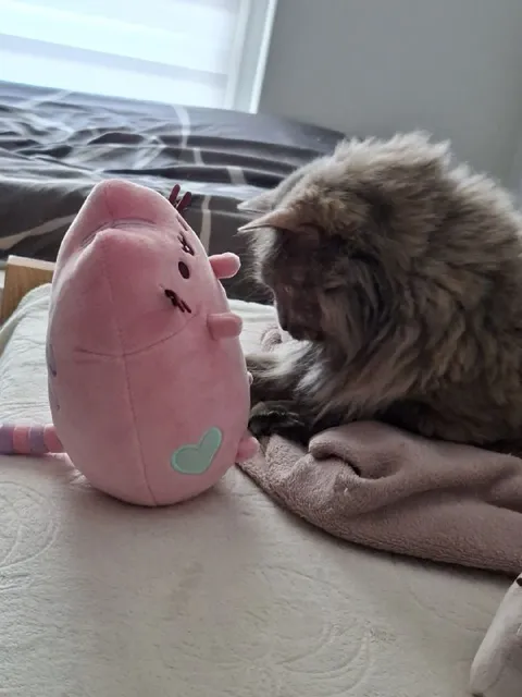 Кот знакомится с игрушкой