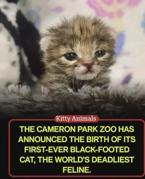 World's Deadliest Feline Announcement