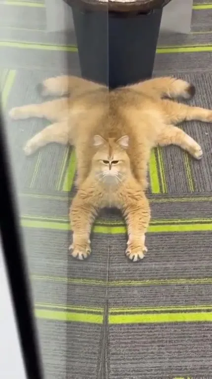 Кот с восемью лапами