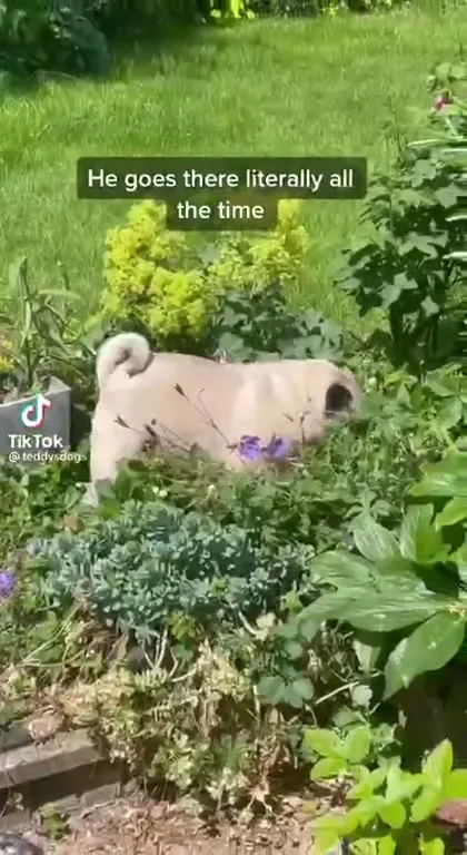 Dog’s Favorite Flower Bed