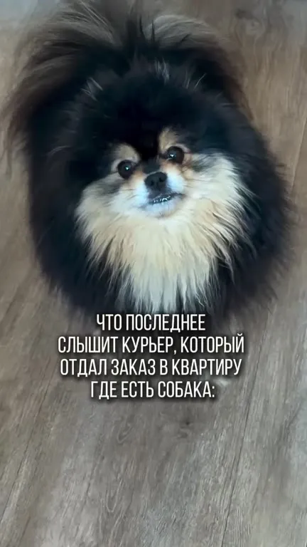 Курьер услышал собаку
