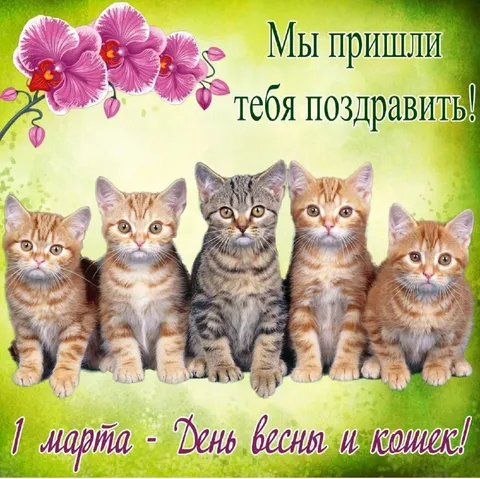 День весны и кошек
