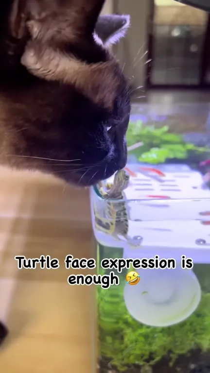 Cat Meets a Tiny Turtle