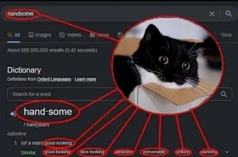 Handsome Cat Dictionary Search